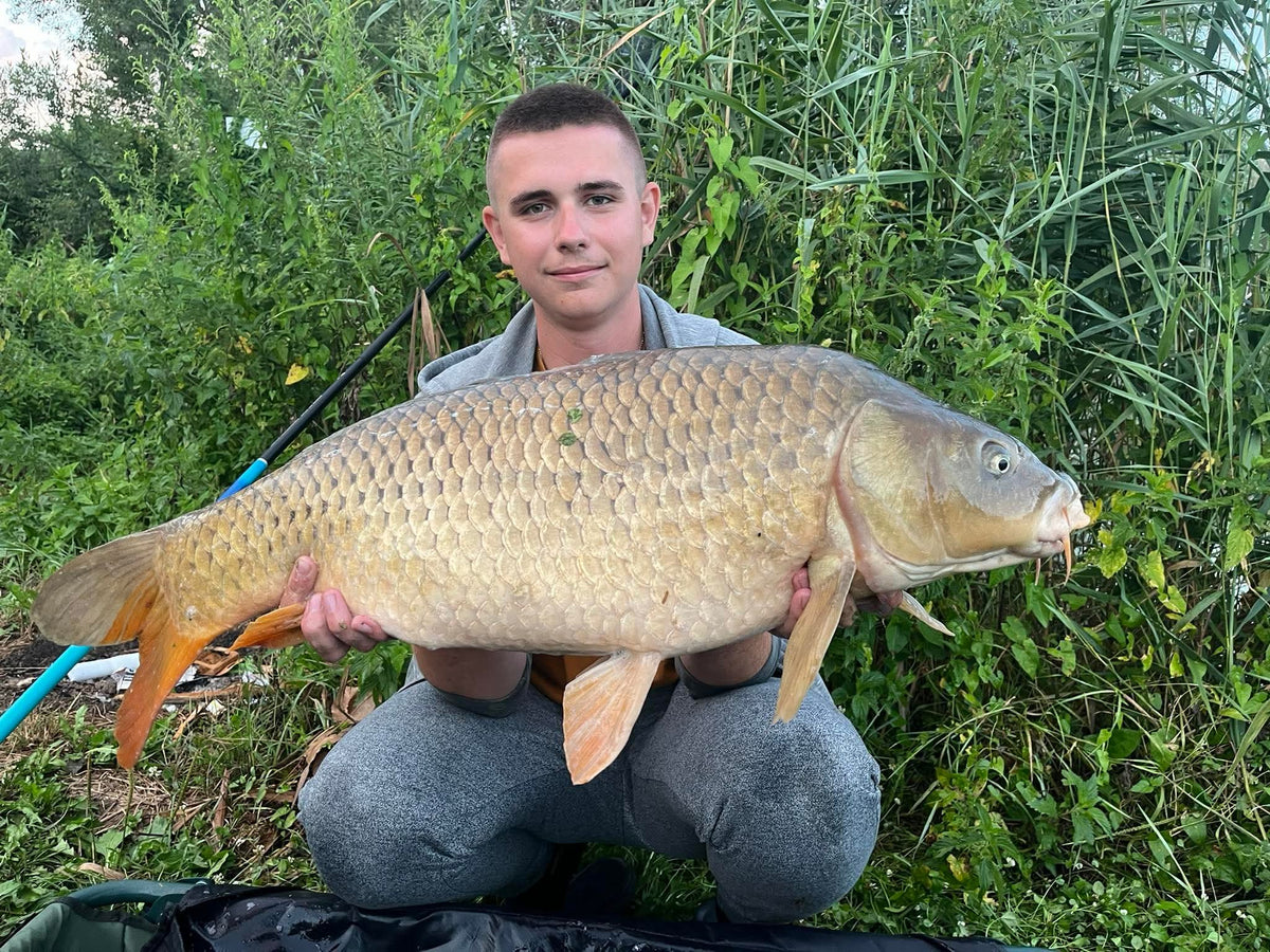 YOUNG 8mm wafters IFIMIX