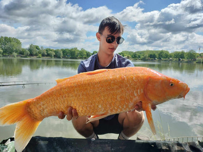 YOUNG 8mm wafters
